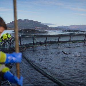 Salmon Scotland fish health and welfare 4