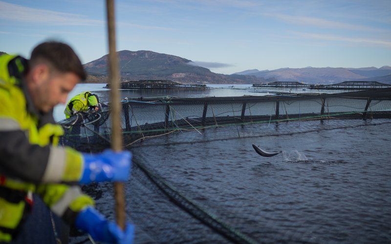 Salmon Scotland fish health and welfare 4