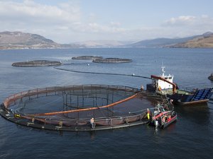 Salmon farm 1