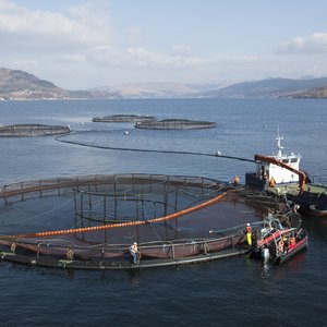 Salmon farm 1