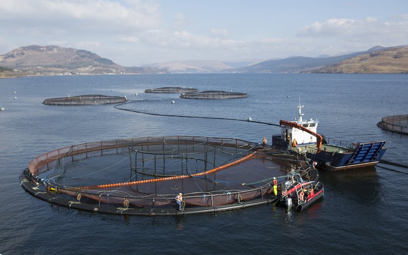 Salmon farm 1