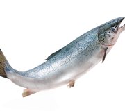 Salmon_shutterstock_154424327