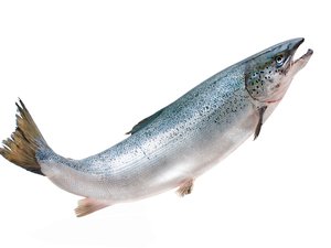 Salmon_shutterstock_154424327