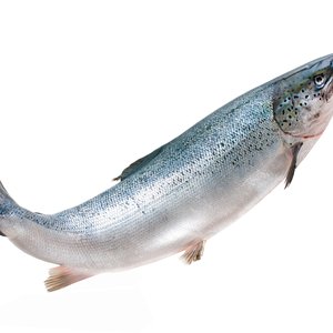 Salmon_shutterstock_154424327
