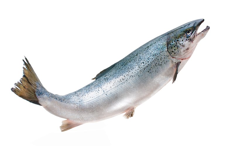 Salmon_shutterstock_154424327