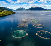 Salmon_shutterstock_736765279