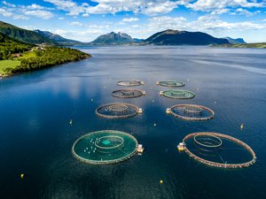 Salmon_shutterstock_736765279