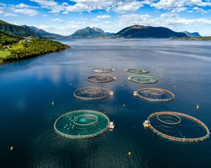 Salmon_shutterstock_736765279