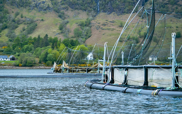 Screenshot 2023-10-04 at 17-37-20 Salmon Scotland The voice of the Scottish salmon sector