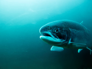 Screenshot 2025-04-29 at 19-10-29 atlantic-salmon-istockphoto.jpg (Imagen WEBP 730 × 487 píxeles)