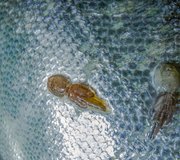 Sea lice_shutterstock_1681092532