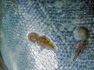 Sea lice_shutterstock_1681092532