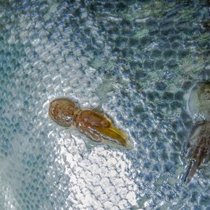 Sea lice_shutterstock_1681092532