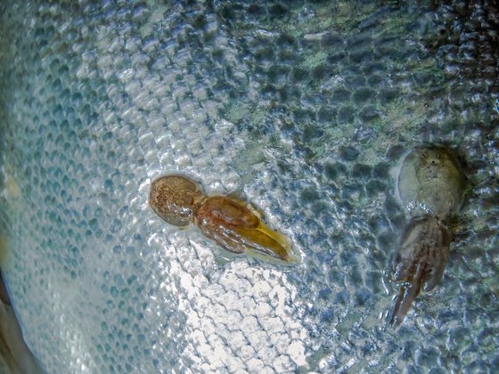Sea lice_shutterstock_1681092532