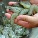 Research Attains New Heights in Shrimp Production
