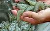Research Attains New Heights in Shrimp Production