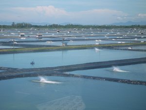 Shrimp Farm in Malaysia