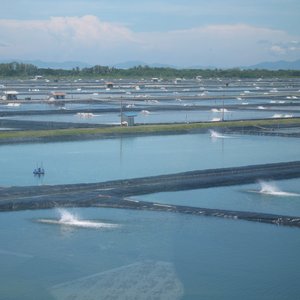 Shrimp Farm in Malaysia