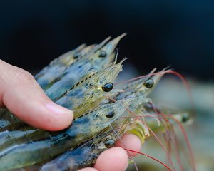 Shrimp_Shutterstock_726216955