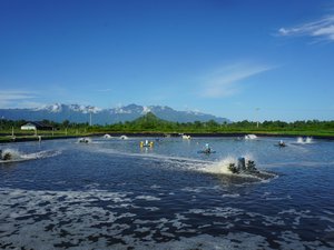 Shrimp farm