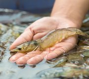 Shrimp_shutterstock_658351219