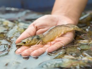 Shrimp_shutterstock_658351219