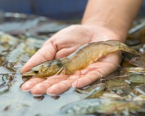 Shrimp_shutterstock_658351219