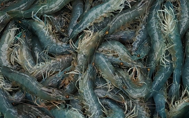 Shrimp vannamei