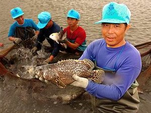Accredited fish farm scheme launches in Singapore