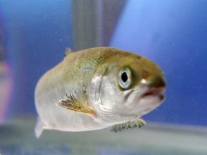 Less deformities in smolts