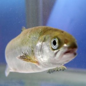 Less deformities in smolts
