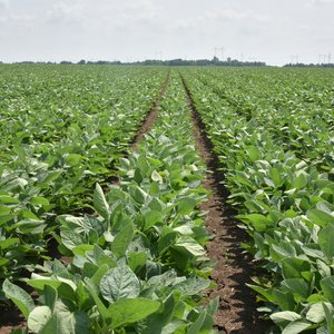 Soy-Field-IFVC-May-2019