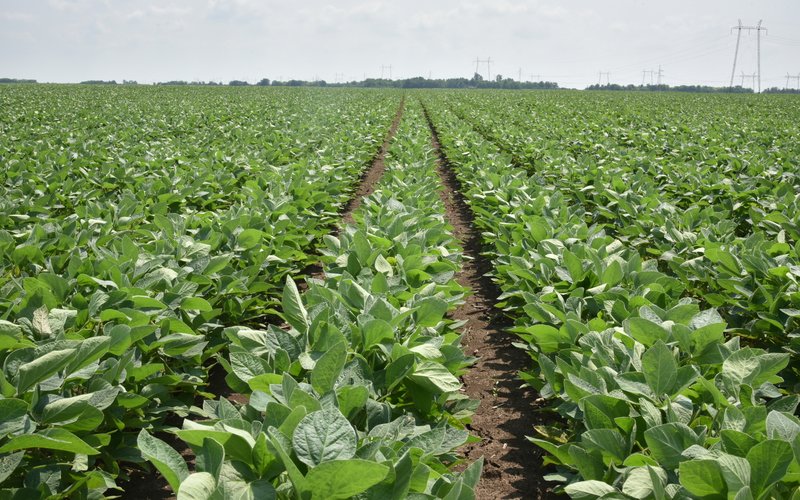 Soy-Field-IFVC-May-2019