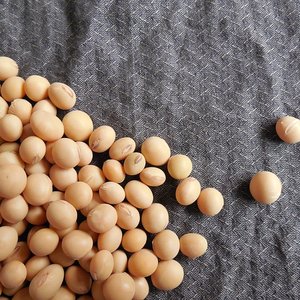 Soybean4