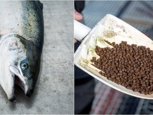 Spade med fiskefôr og laks