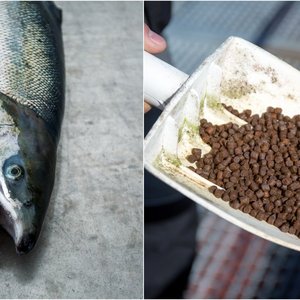 Spade med fiskefôr og laks