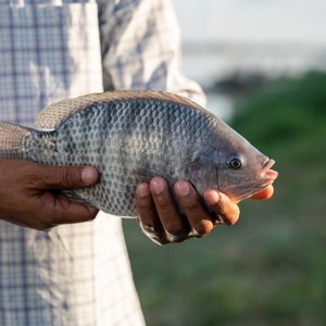 Tilapia_shutterstock_2210578277