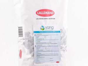 YANG-BD-682x1024