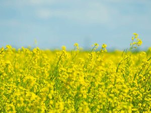 acrd-story-canola-rapeseed-570x228