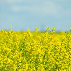 acrd-story-canola-rapeseed-570x228