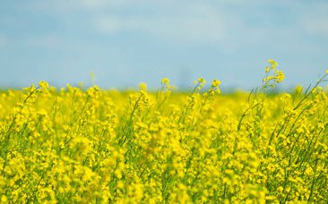 acrd-story-canola-rapeseed-570x228