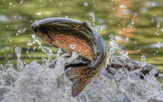 aller-aqua-organic-feed-photo-trout