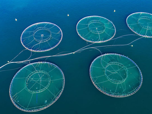 aquaculture-shutterstock-703043083