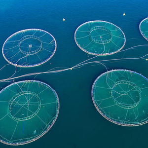 aquaculture-shutterstock-703043083