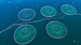 aquaculture-shutterstock-703043083