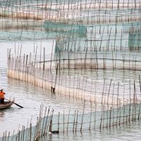 aquaculturechina shutterstock_288895157