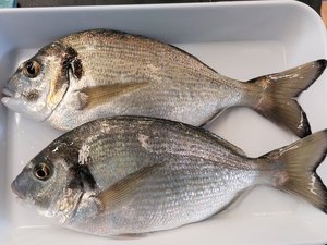 big bream