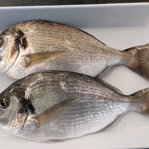 big bream