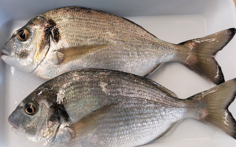 big bream