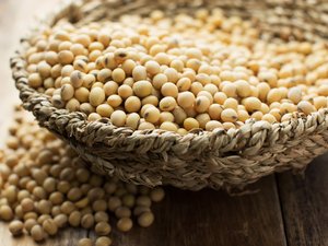 canva-soybean-MAE9HZQXB5Y